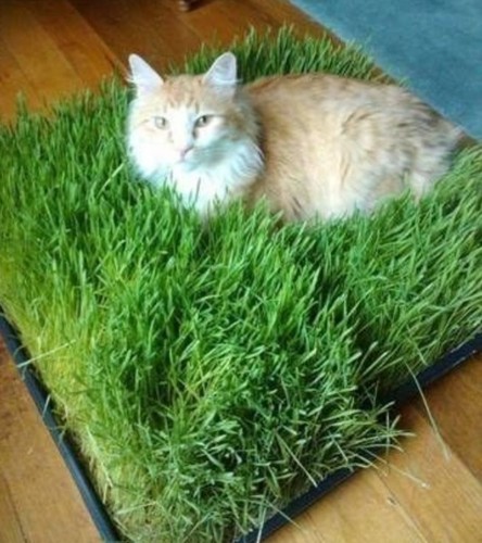Extra large tray cat - 2, grass