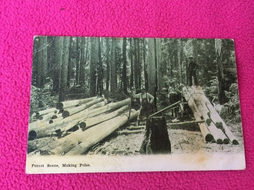 Big redwood tree - big,