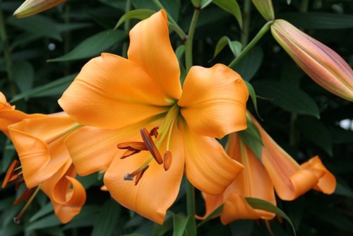Lilium african queen - lilium, queen’