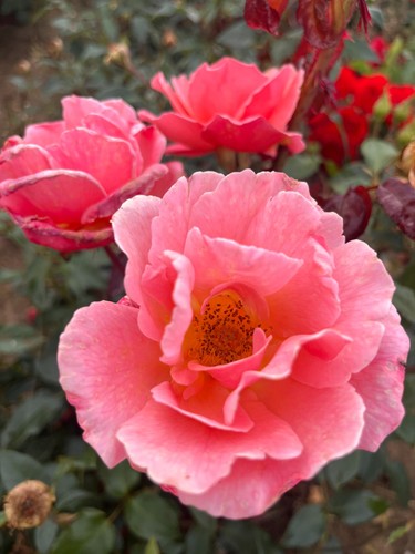 Litre potted fragrant - 3,