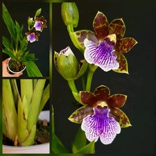 Zygopetalum "Jumping Jack" 2