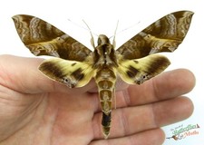 Eumorpha triangulum Hawk Moth