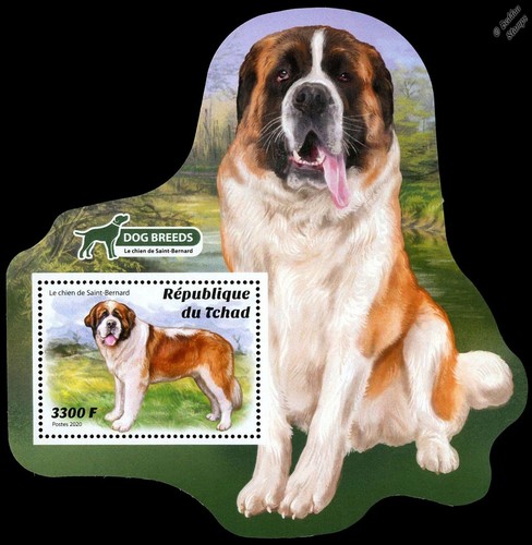 Dogs working dog - bernard),