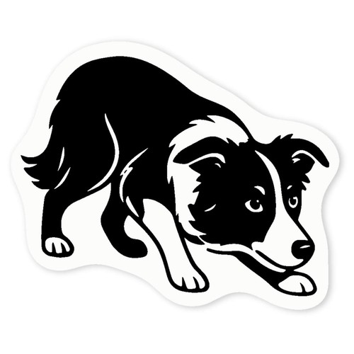 Crouching border collie - border, collie'