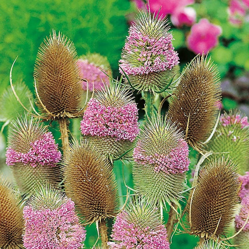 Wild teasel wildflower - wild,