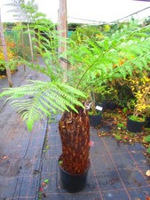 27inch trunk Dicksonia antarctica TREE FERN, 8inch diameter SHIPPED WITH FRONDS