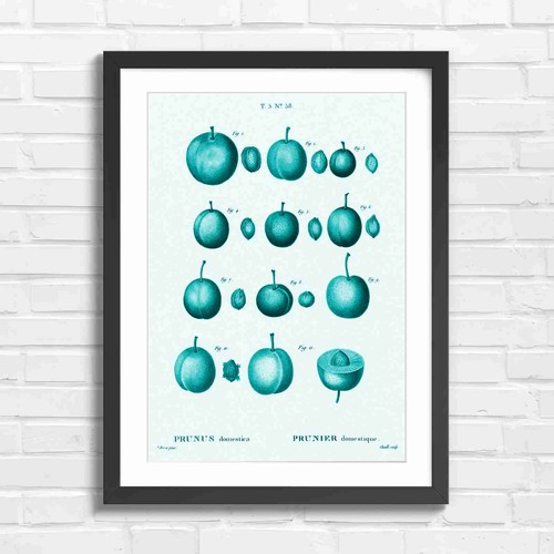 Vintage plum prunus botanical - vintage,