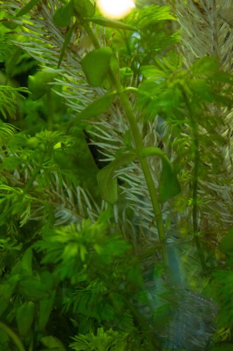 Limnophila stems 1 free - +,