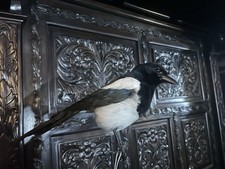 Magpie Taxidermy Unmounted