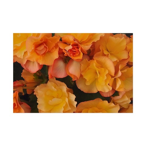 Orange begonia flower - orange, rolled