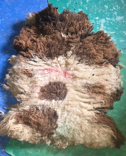 Raw unwashed rare sheep - rare, fleece