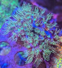 Green Star Polyp GSP soft coral frag beginner live Marine Frags corals 
