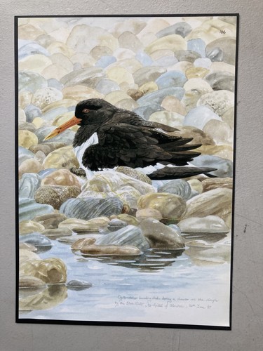 British bird print - bird,