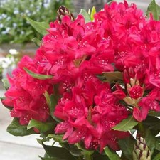 Rhododendron Nova Zemble XXXL Deluxe Plant 6L Pot Very Large Plants To Your Door