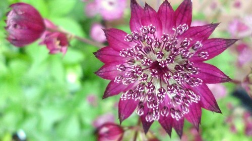 Perennial and biennial cottage - and,
