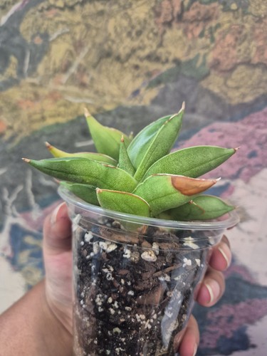 Sansevieria cylindrica almond - sansevieria,
