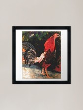 Cuban fighting cock Framed Art