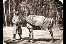 Photo:Central Asia,horse,pack
