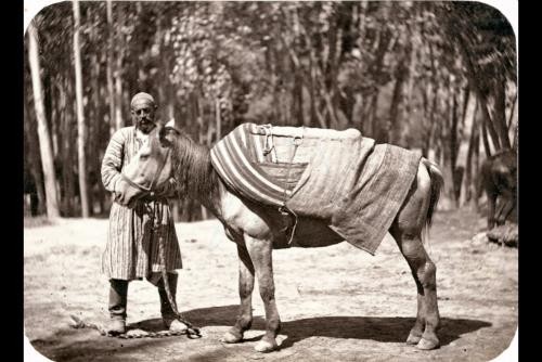 Photo central asia horse - photo:central, asia,horse,pack