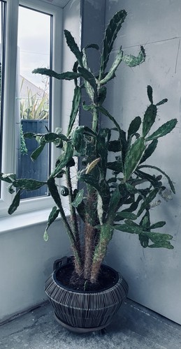 Huge 140cm mature prickly pear - 140cm,