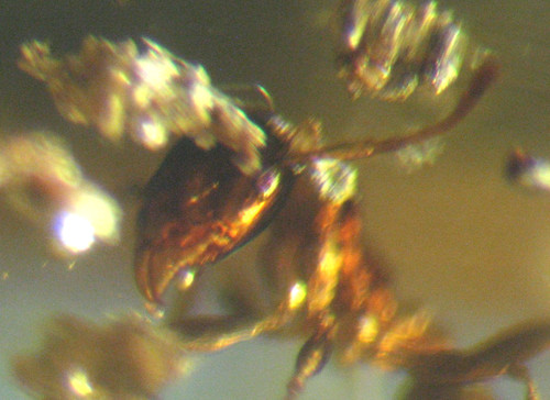 Pliocene amber kenya - kenya, africa