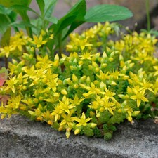 Sedum acre - biting or