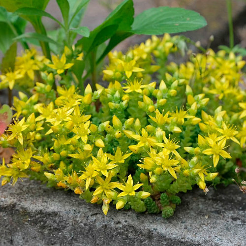 Sedum acre biting - sedum, or