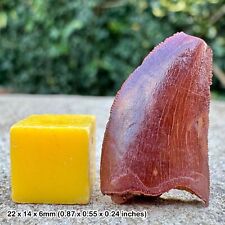 Carcharodontosaurus Dinosaur Tooth Fossil (Similar to T-Rex) - Cretaceous, Kem