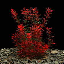 Large aquarium plants - large,