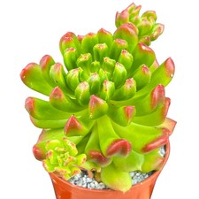 Echeveria 'Red Lantern' - UK