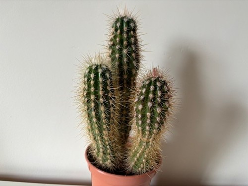 Unusual cactus plant - , |