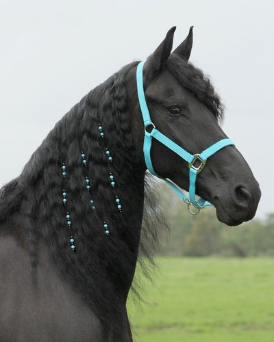 Blue red pink horse - /, mane