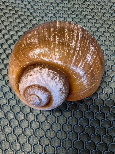 Large authentic apple snail - 3",
