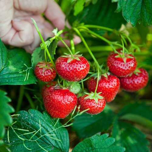 Strawberry honeyo bare - 12,
