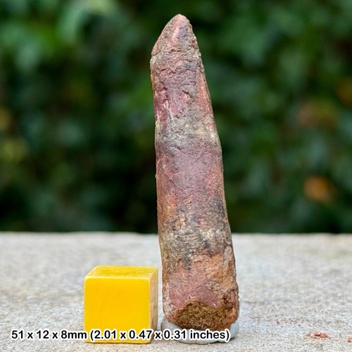 Rebbachisaurus tooth fossil - tooth,