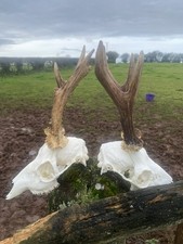 Roe Deer Skull Antlers