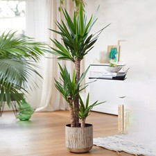 Yucca elephantipes large - yucca,