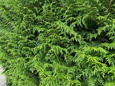 10 4ft Thuja Plicata Gelderland Western Red Cedar Trees 3L Pots By Direct Plants