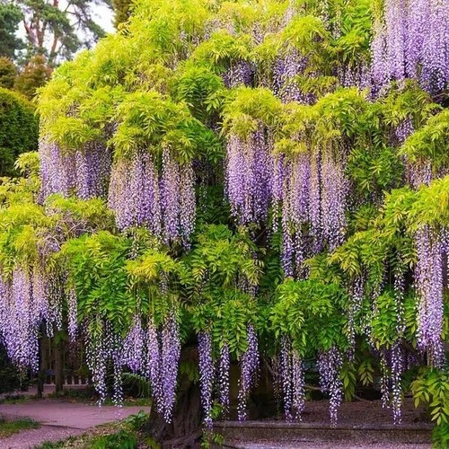 Wisteria sinensis blue - blue, height