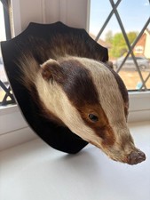 Antique Taxidermy Badger Head