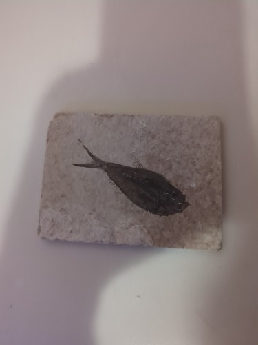 Fossil fish knightia eocaena - fossil,