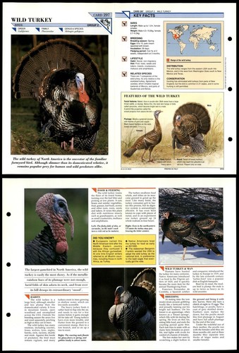 Wild turkey 297 birds - wild,