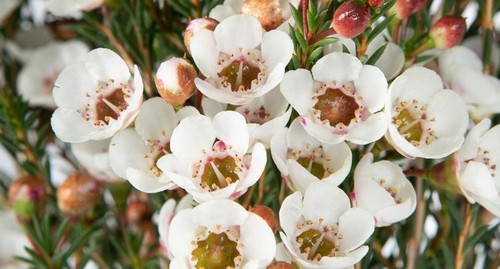 Chamelaucium moonlight wax - , ,wax