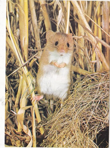 Harvest mouse postcard - mouse,