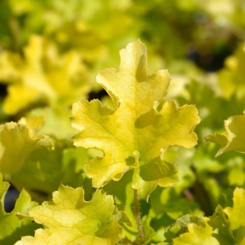 Heuchera collection 3 - heuchera, of