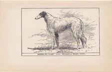 1900 BORZOI DOG Print - Dog