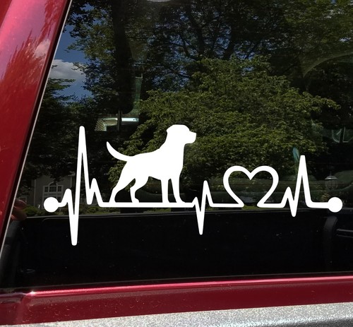Labrador retriever heartbeat - labrador,