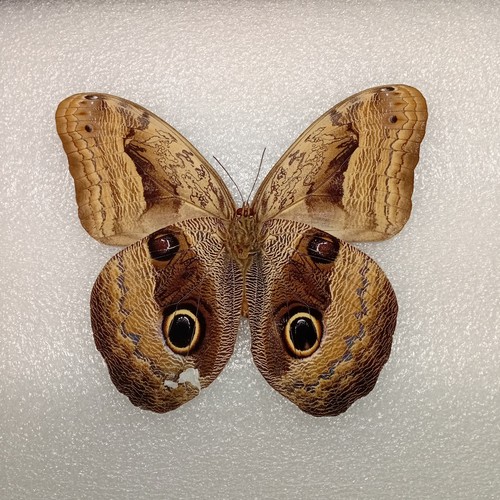 Caligo oedipus boomerang owl - caligo, oedipus,