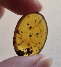 Mosquito In 100 Million Year Old Burmese Amber 
