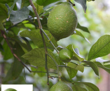 20+ SEEDS for GREEN LIME